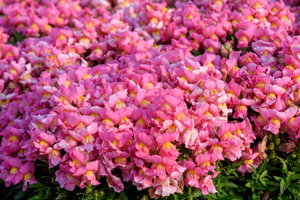 Krásné Antirrhinum Majus Dračí Květ Také Známý Jako Snap Draci — Stock fotografie