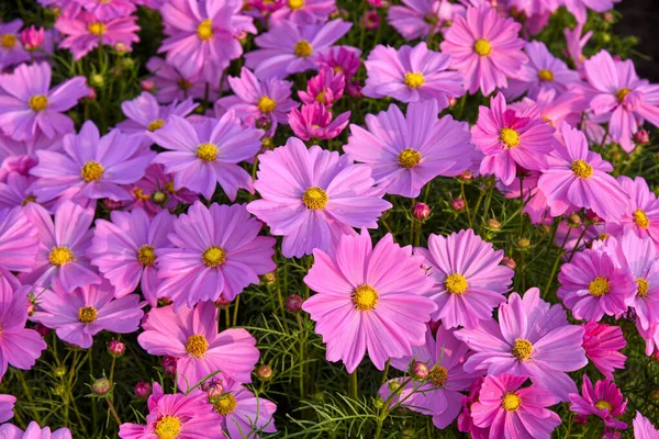 Beautiful Cosmos Flower Garden Floral Backgrounds — Stock Photo, Image