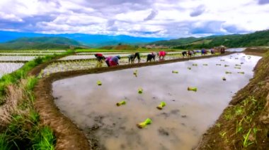 Zaman aşımı, Tayland 'da Pa Bong Piang köyü Chiang Mai' deki pirinç terasında çiftçi pirinç fidanı nakli..