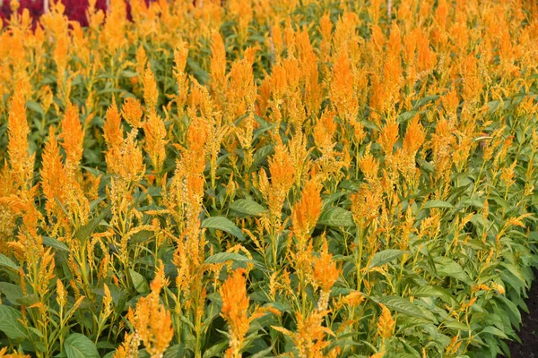 Celosia Plumosa Flower Cockscomb Flower Blooming Garden Floral Backgrounds — Stockfoto