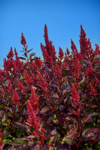 Celosia Plumosa Flower Cockscomb Flower Blooming Garden Floral Backgrounds — Stockfoto