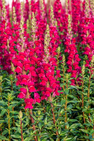 Güzel Antirrhinum Majus Ejder Çiçeği Diğer Adıyla Snap Dragons Tagetes — Stok fotoğraf