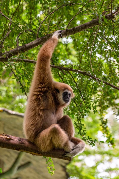 Gibbon Sfacciato Bianco Lar Gibbon Seduto Sul Ramo Dell Albero — Foto Stock