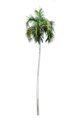 Beyaz arkaplanda izole edilmiş palmiye ağacı.