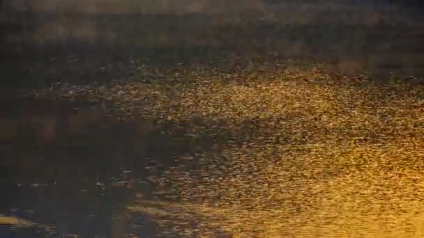 時間の経過 池の上に黄金の太陽の輝き反射と水のシーン 朝の水面 — ストック動画