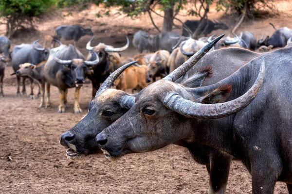 Κοντινό Πλάνο Του Water Buffalo Thai Buffalo Στην Ύπαιθρο Της — Φωτογραφία Αρχείου