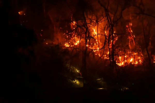 Several Forest Trees Burned Dry Season Forest Fire Night — Stock Photo, Image