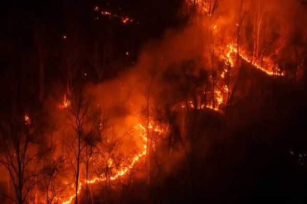 Kilka Drzew Leśnych Spłonęło Porze Suchej Pożar Lasu Nocy — Zdjęcie stockowe