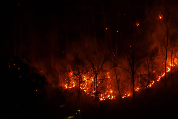 Несколько лесных деревьев сгорели в сухой сезон. Лесной пожар ночью.
