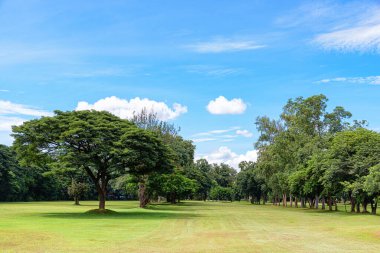 Yeşil çimenlikler, büyük ağaçlar ve mavi gökyüzü beyaz bulutlar parlak doğal ışık.