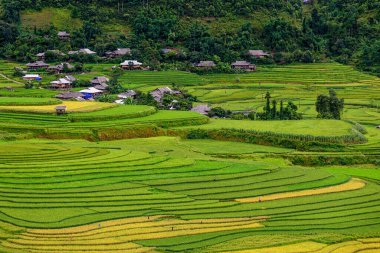 Teraslardaki pirinç tarlaları TU LE Vadisi 'nin güzel şekli, Nghia Lo ile Mu Cang Chai arasındaki yol manzarası, Yen Bai, Vietnam. Hanoi 'den 250 km uzaklıktaki çekici bir turizm merkezi..