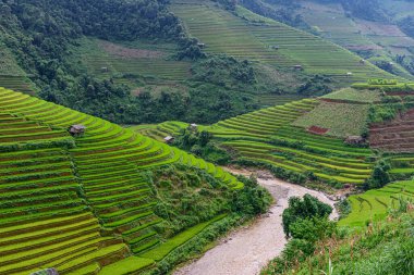 Mu Cang Chai, YenBai, Vietnam 'ın teraslarındaki pirinç tarlaları. Pirinç tarlaları Kuzeybatı Vietnam 'da hasat hazırlıyor. Vietnam manzaraları..