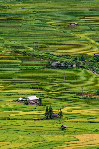 Rice fields on terraced beautiful shape of TU LE Valley, view on the road between Nghia Lo and Mu Cang Chai, Yen Bai province, Vietnam. An attractive tourist destination 250km form Hanoi.