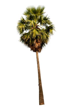Beyaz arkaplanda izole edilmiş palmiye ağacı.