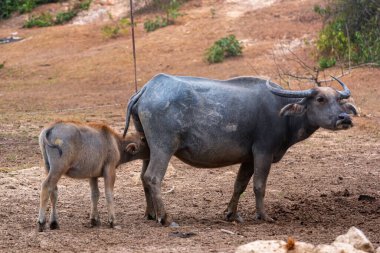 Tayland 'ın güneyindeki kırsal kesimde bufalolar emziriyor.. 