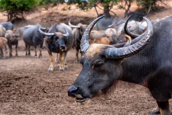 Close Búfalo Água Búfalo Tailandês Campo Sul Tailândia Uma Foto — Fotografia de Stock