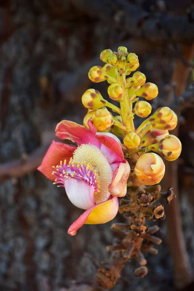 Hermoso Árbol Bala Cañón Floreciendo Ramillete Flores Shorea Robusta Sus —  Fotos de Stock