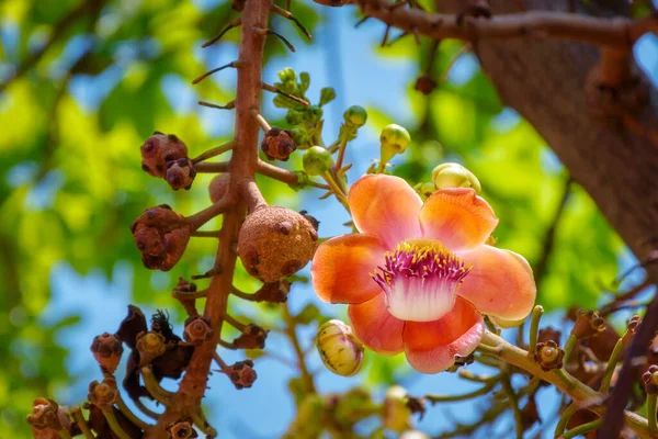 Beautiful Cannonball Tree Blooming Shorea Robusta Flower Bunch Its Tree — Stock Photo, Image