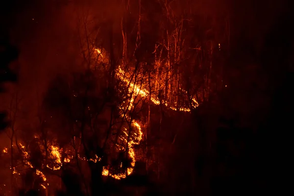 Mehrere Bäume Brannten Während Der Trockenzeit Ein Waldbrand Der Nacht — Stockfoto