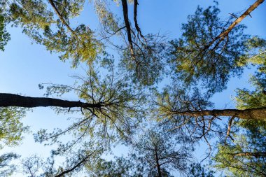 Yukarıdaki çam ağacının tepesinden yukarıdaki mavi gökyüzüne doğru. Çam ağacının dalları