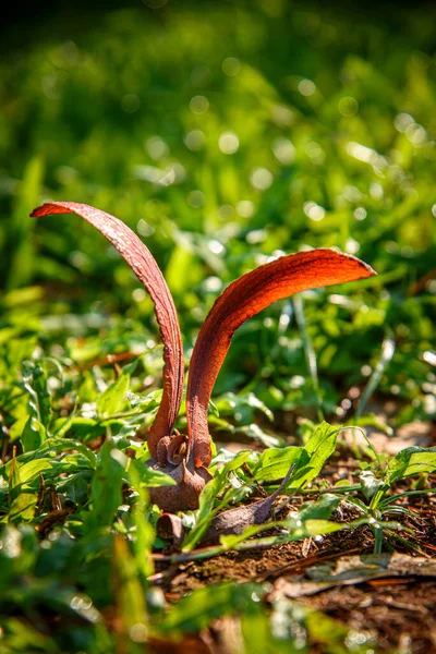 Semilla Dipterocarpus Alatus Roxb Yang Gurjan Garjan Cae Sobre Las — Foto de Stock