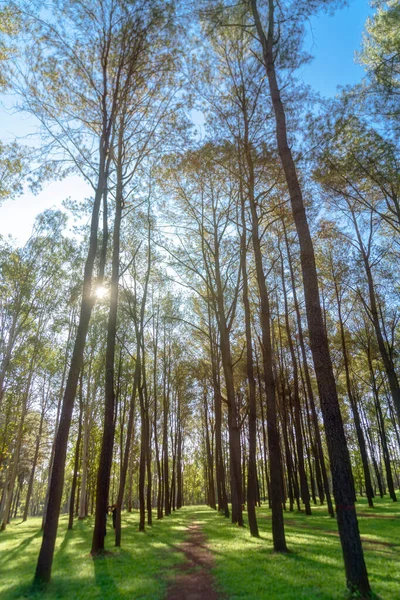 Photo Pine Tree Top Shot Blue Sky Branches Pine Tree — Stock Photo, Image