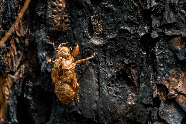 Zikaden Kleben Sommer Baumstamm Häutende Zikaden Sind Lebenszyklus Der Zikaden — Stockfoto