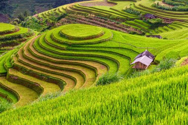 Mu Cang Chai, YenBai, Vietnam 'ın teraslarındaki pirinç tarlaları. Pirinç tarlaları Kuzeybatı Vietnam 'da hasat hazırlıyor. Vietnam manzaraları..
