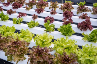 Suda yetişen organik hidrofonik sebzeler. Çiftlik bitkilerinde toprak yok..