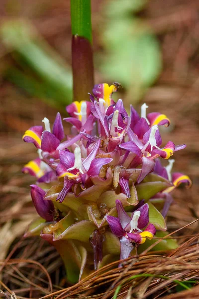 Квіти Suthep Siamese Цвітуть Землі Національному Парку Doi Suthep Pui — стокове фото