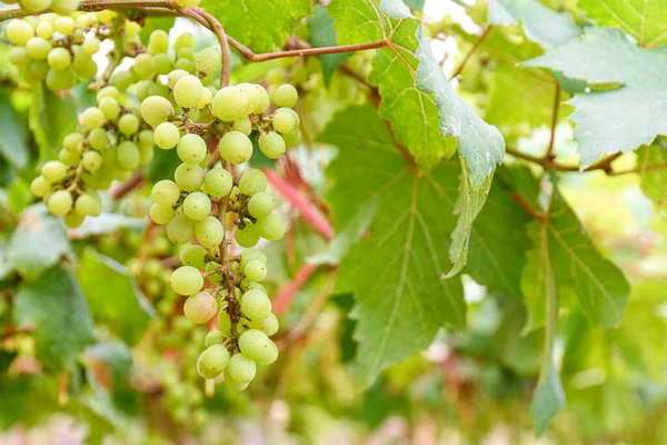Vine Bunch Green Grapes Growing Garden Vineyard Grapes Green Taste — Stock Photo, Image