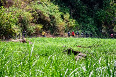 EAST JAVA, INDONESIA - 12 Eylül 2018: Lumbang Probollingo, Doğu Java, Endonezya 'daki Madakaripura Şelalesini ziyaret edin