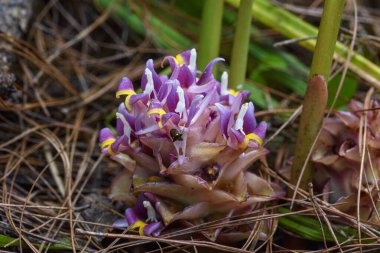 Suthep siyam çiçekleri ya da krachiao suthep Tayland 'daki Doi Suthep-Pui Ulusal Parkı' nda topraktan çiçek açıyor. Suthep siyam çiçekleri Bilimsel adı Curcuma ecomata Craib