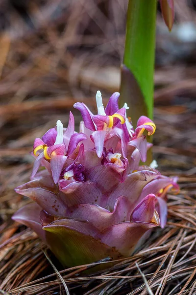 Квіти Suthep Siamese Або Сутеп Krachiao Цвітуть Землі Національному Парку — стокове фото