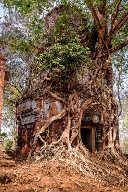 Prasat Pram Tapınağı 'nın Koh Ker, Siem Reap, Kamboçya' daki harabelerinin etrafına sarılmış ağaç kökleri.