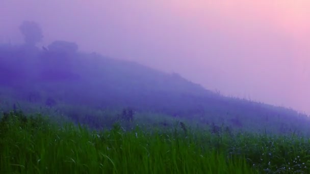 4K時間経過 背景にフーチー法マウントと美しい朝の霧と運動草 フーチー ファ国立公園は タイのチェンライにある有名な観光地です — ストック動画