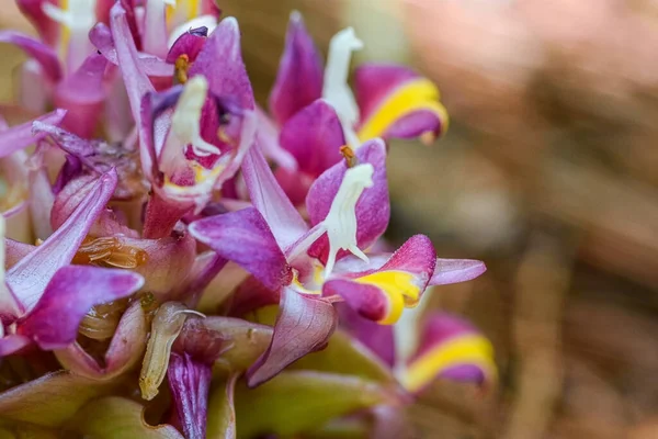 Квіти Suthep Siamese Або Сутеп Krachiao Національному Парку Doi Suthep — стокове фото