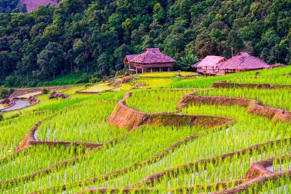 Het Prachtige Landschap Van Terrasvormige Rijstvelden Bij Ban Pong Piang — Stockfoto