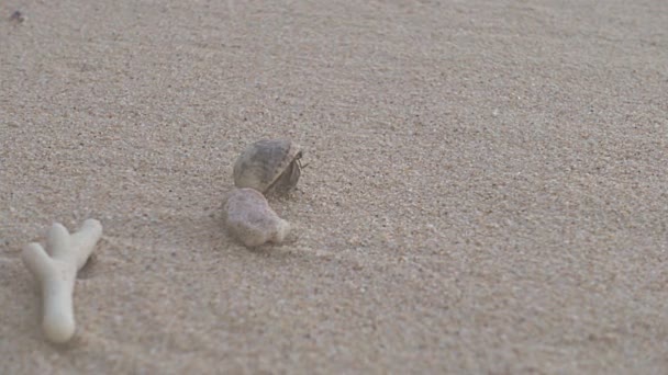 隐士蟹在海滩上散步的特写镜头 沙滩上的小动物散步 — 图库视频影像