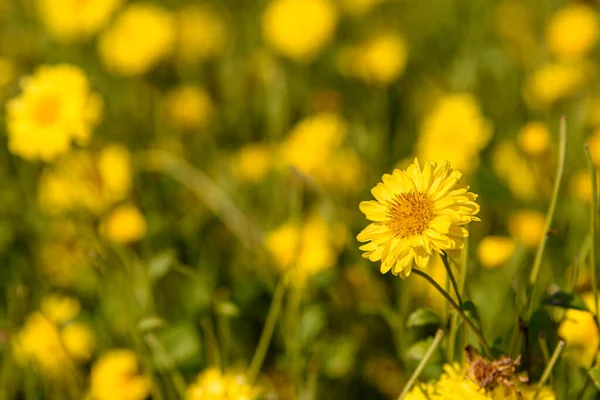 Gula Krysantemum Blommor Blommar Fältet Gul Blomma Naturen Bakgrund — Stockfoto