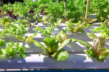 Suda topraksız yetişen organik hidrofonik sebzeler.