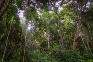Tayland 'ın ulusal ormanlarındaki güzel tropikal yağmur ormanları. Kuzey Tayland Ormanı