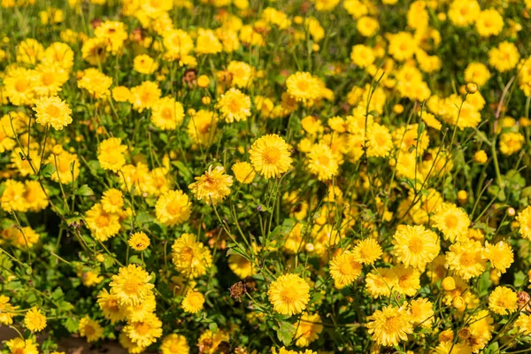 Gula Krysantemum Blommor Blommar Fältet Gul Blomma Naturen Bakgrund — Stockfoto