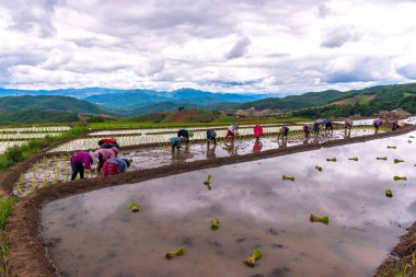 Tayland 'ın kuzeyindeki Ban Pa Bong Piang, Chiang Mai' de pirinç tarlasında pirinç nakli. Çiftçi yağmur mevsiminde pirinç ekiyor