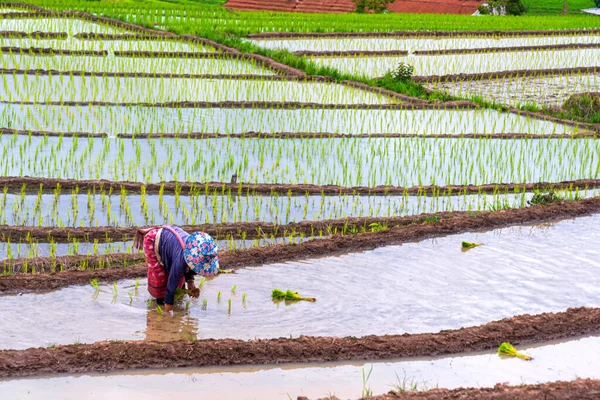 Farmer Transplant Rice Seedlings Rice Terraced Field Ban Bong Piang — Stock Photo, Image