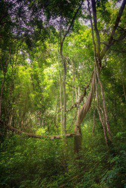 Tayland 'ın ulusal ormanlarındaki güzel tropikal yağmur ormanları. Kuzey Tayland Ormanı