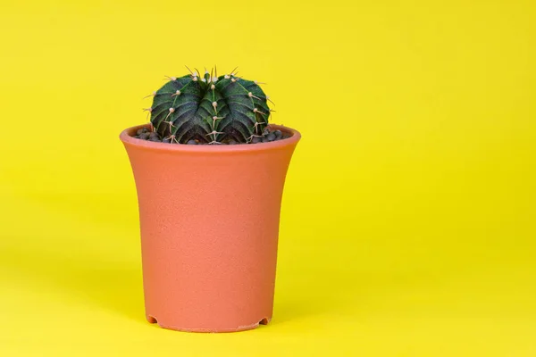 Cactus Plant Pot Potted Cactus Huisplant Tegen Gele Achtergrond — Stockfoto