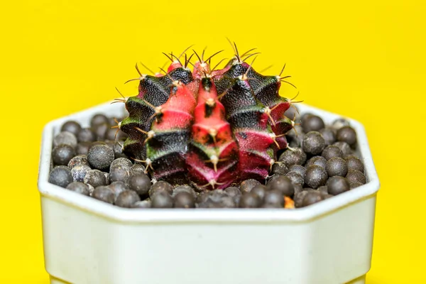 Cactus Plant Pot Potted Cactus Huisplant Tegen Gele Achtergrond — Stockfoto