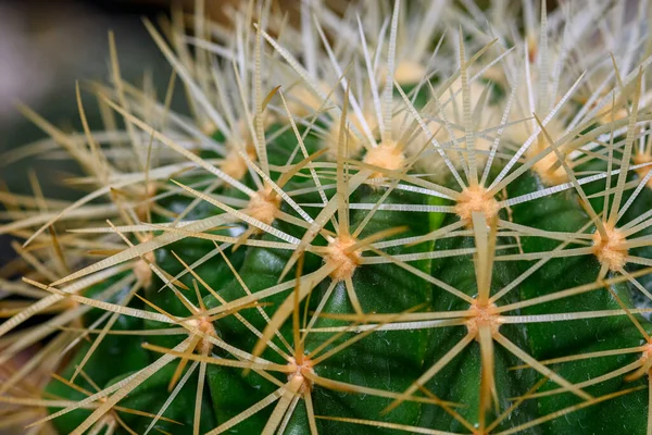 Zbliżenie Kręgosłupa Kaktusa Tło Tekstury Kaktusa — Zdjęcie stockowe