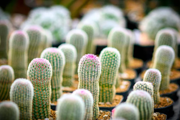 庭の美しいサボテン サボテンの植物の質感の背景 — ストック写真